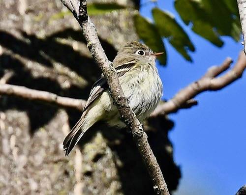 Late Least Flycatcher - documentation photos by Wildreturn is licensed under CC BY 2.0.